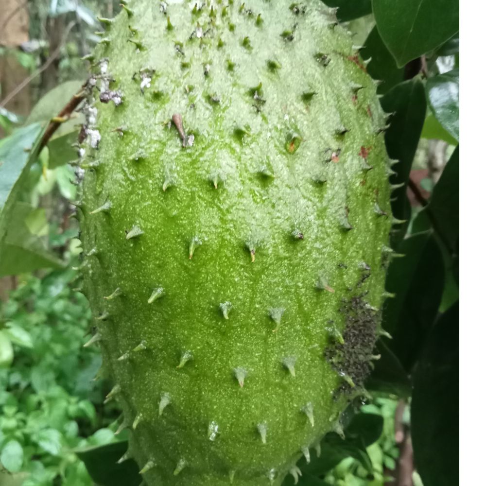 Guanabana 1 box 2/3 Frutti ( Prodotto da ordinare )