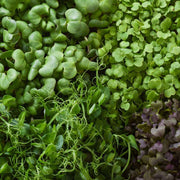 Microgreen