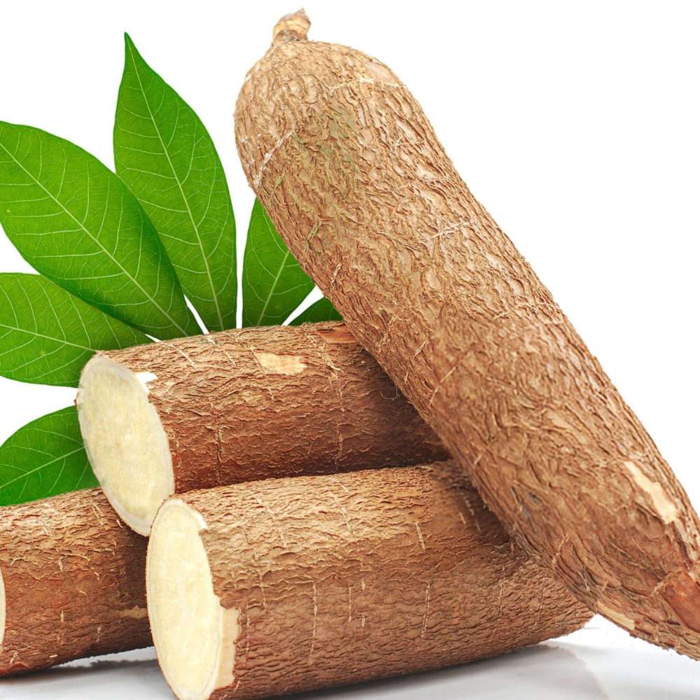 Cassava Yuca Manioca