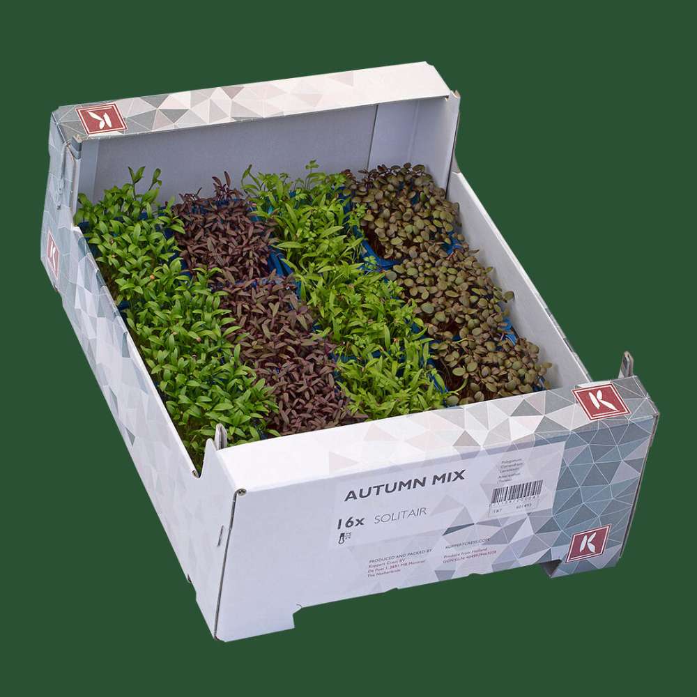 Microgreen Autumn Mix
