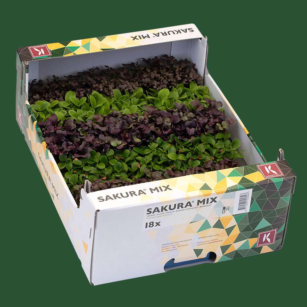Microgreen Sakura mix