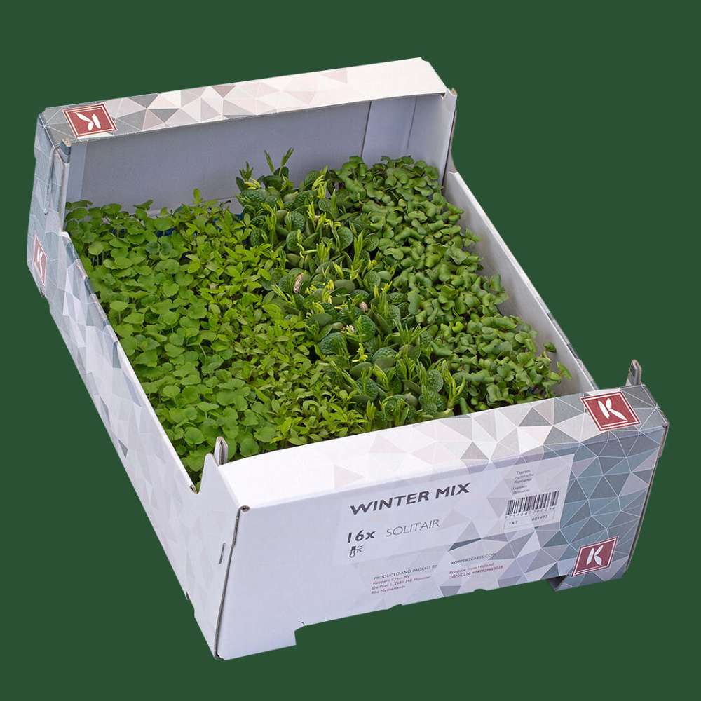 Microgreen Winter mix