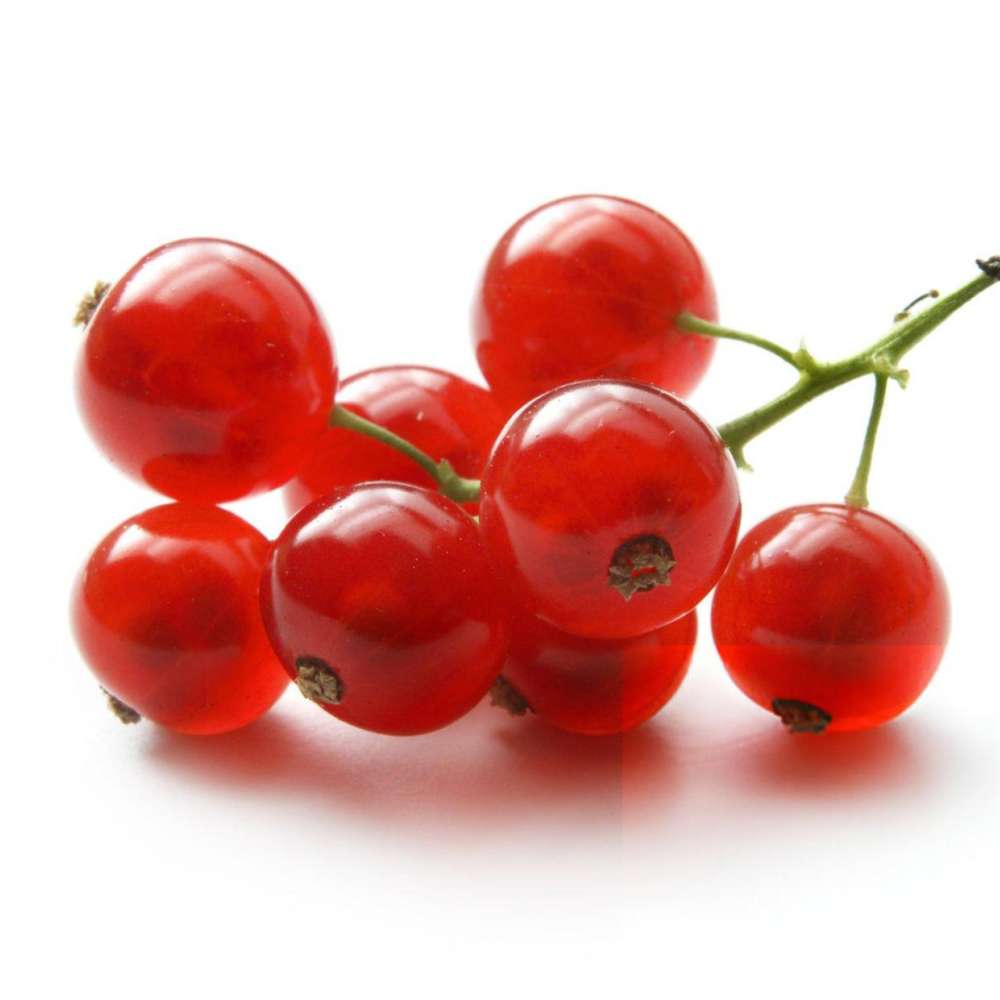 Ribes